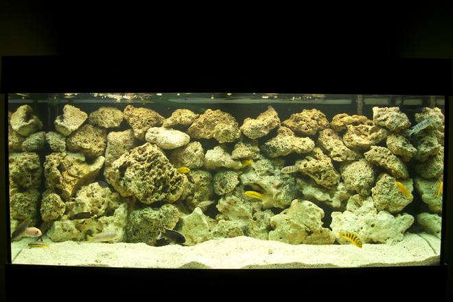 180 gallons freshwater fish tank (mostly fish and non-living decorations) - Malawi Mbuna Setup