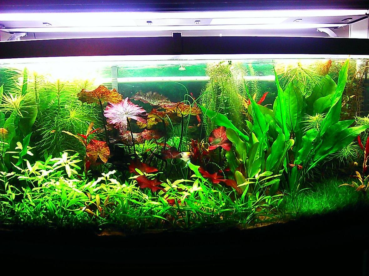 72 gallons planted tank (mostly live plants and fish) - 72 gallon bow front planted aquarium