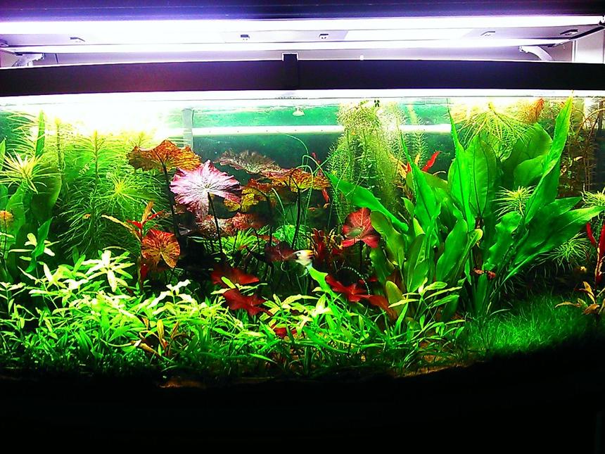 Rated #3: 72 Gallons Planted Tank - 72 gallon bow front planted aquarium