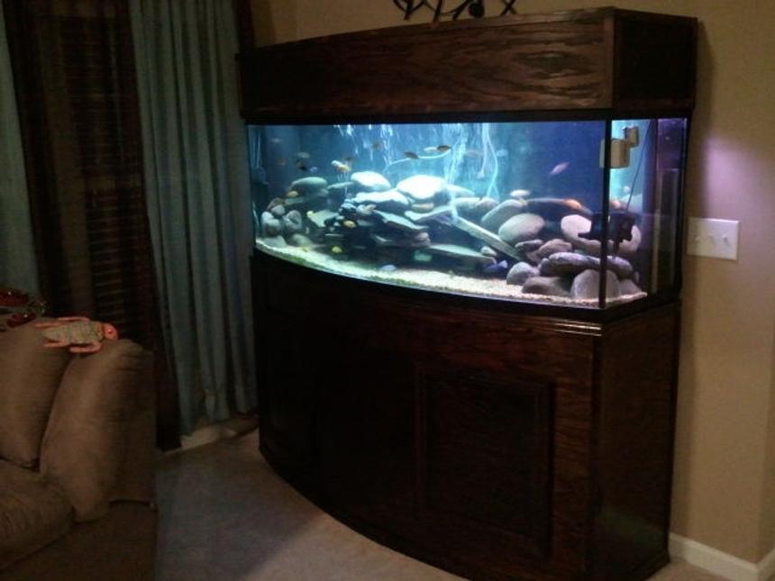 Rated #35: 155 Gallons Freshwater Fish Tank - 155gal Bow Front-Custom built stand and canopy