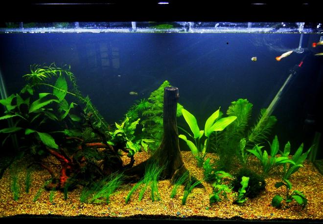 90 gallons freshwater fish tank (mostly fish and non-living decorations) - Have a nice day!