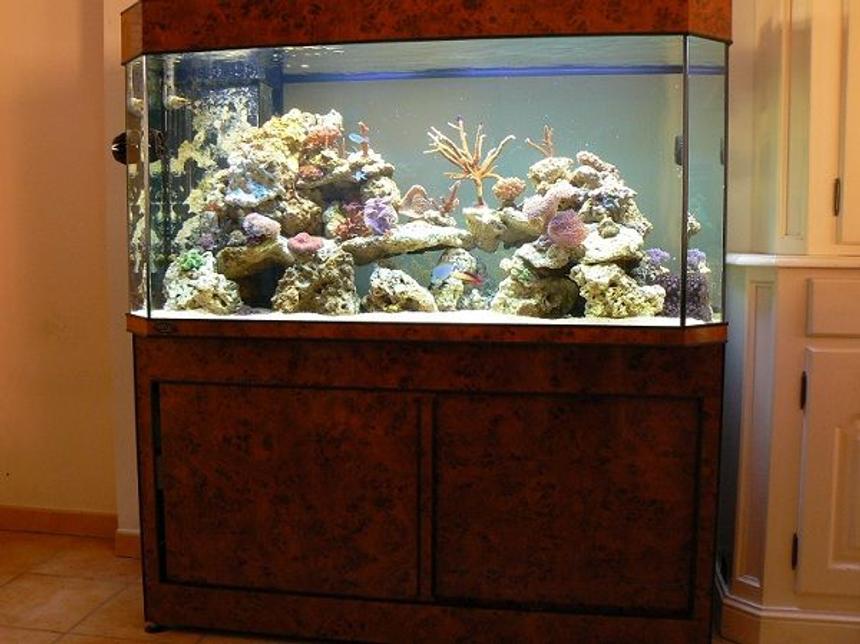 Rated #19: 125 Gallons Reef Tank - Deltec 500 liter panoramic 3 monts running.