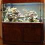 125 gallons reef tank (mostly live coral and fish) - Deltec 500 liter panoramic 3 monts running.