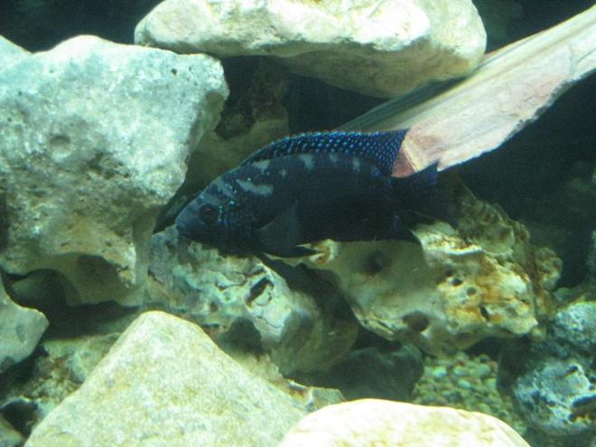 freshwater fish - nandopsis octofasciatum - jack dempsey stocking in 120 gallons tank - Jack Dempsey with color coming in.