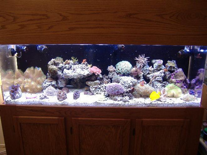 100 gallons reef tank (mostly live coral and fish) - 100g mixed reef