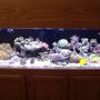 100 gallons reef tank (mostly live coral and fish) - 100g mixed reef