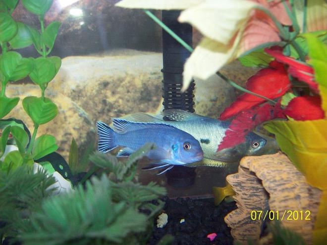 freshwater fish - pseudotropheus elongatus - elongate mbuna stocking in 55 gallons tank - Elongated Mbuna, with a blue gouramis