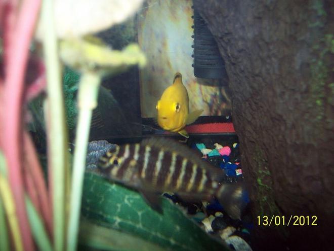 freshwater fish - labidochromis caeruleus - electric yellow cichlid stocking in 55 gallons tank - Banded Morri with electric Yellow