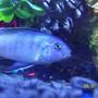 freshwater fish - sciaenochromis ahli - electric blue cichlid stocking in 55 gallons tank - Electric blue