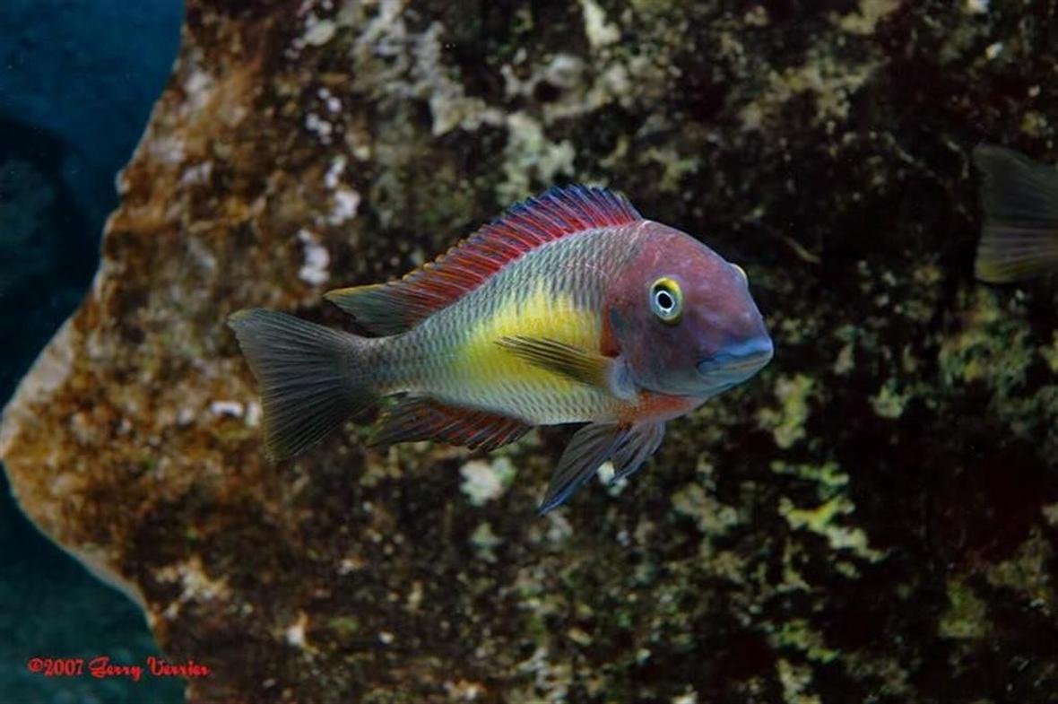freshwater fish - tropheus moorii - blunthead cichlid stocking in 125 gallons tank - Red Rainbow
