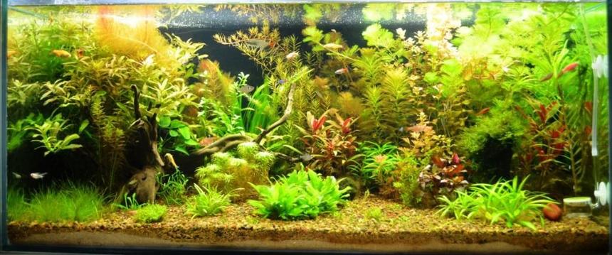 Rated #4: 44 Gallons Planted Tank - Planted Tank