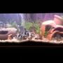 20 gallons freshwater fish tank (mostly fish and non-living decorations) - mt sweet tank
