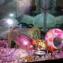 freshwater fish - hoplarchus psittacus - parrot cichlid stocking in 25 gallons tank - Bubble gum parrot and crab