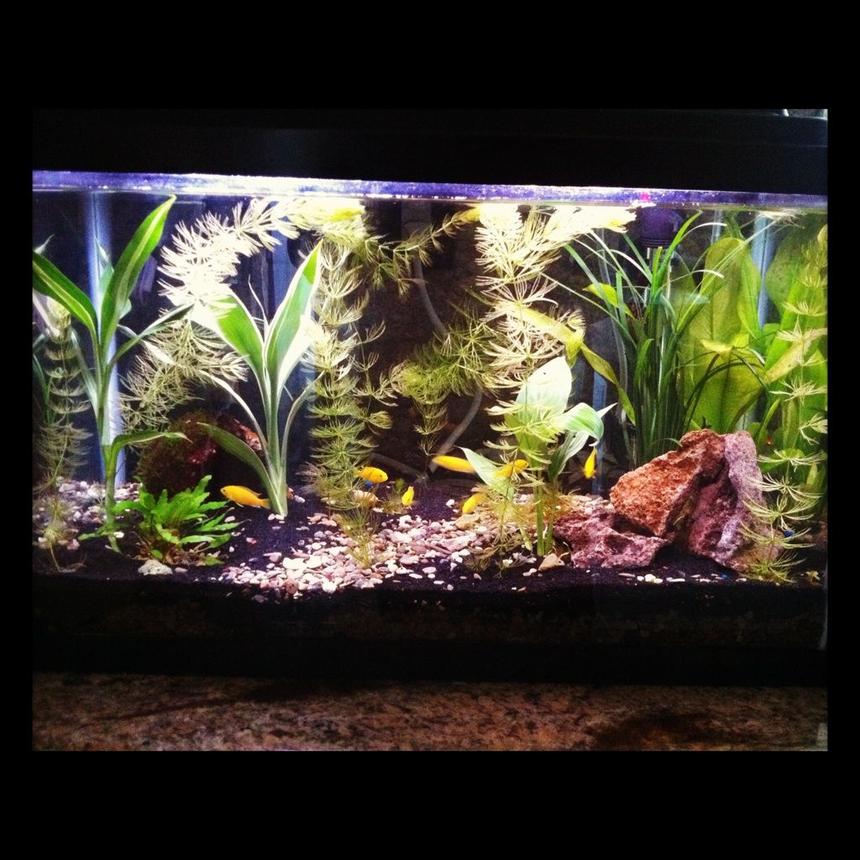 Rated #52: 60 Gallons Planted Tank - my planted tank ive had for 3 months