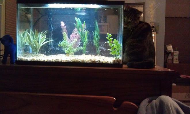 10 gallons freshwater fish tank (mostly fish and non-living decorations) - Tank hours after initial setup, my cat Charmin checking it out.  Will post pictures once I get my fish!