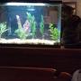 10 gallons freshwater fish tank (mostly fish and non-living decorations) - Tank hours after initial setup, my cat Charmin checking it out. Will post pictures once I get my fish!