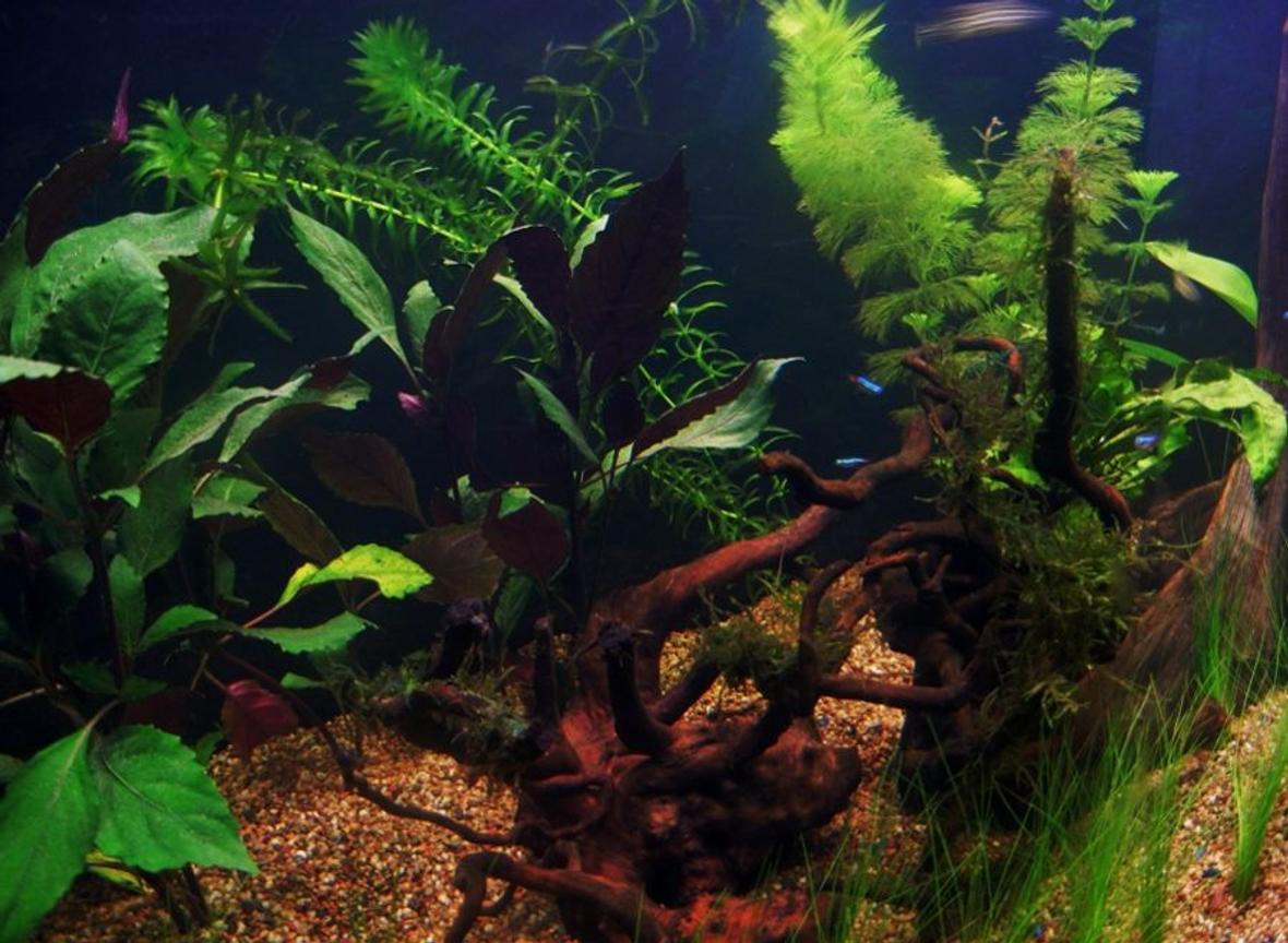 fish tank picture - Additional Photo 2