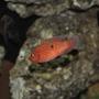 freshwater fish - hemichromis bimaculatus - jewel cichlid stocking in 100 gallons tank - Jewelery chicklet