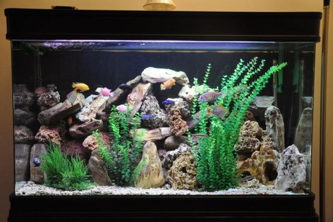 100 gallons freshwater fish tank (mostly fish and non-living decorations) - 100 gallon fish tank