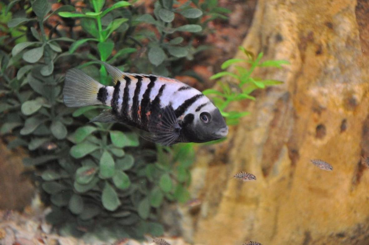 freshwater fish - archocentrus nigrofasciatus - black convict cichlid stocking in 100 gallons tank - fish 1