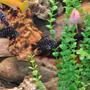 freshwater fish - tropheus duboisii - duboisi cichlid stocking in 100 gallons tank - fish2
