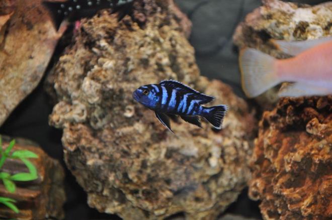 freshwater fish - pseudotropheus demasoni - demasoni cichlid stocking in 100 gallons tank - fish6