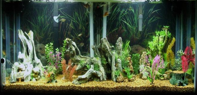55 gallons freshwater fish tank (mostly fish and non-living decorations) - 55 gallon tank at night, with LED lights on.