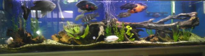 240 gallons freshwater fish tank (mostly fish and non-living decorations) - Sorry for the bad pic, aquarium made by tru view stand custom made by seahorse aquarium in Portland, Oregon I made the hood myself, I love the driftwood look so I have alot of driftwood, got the sand from an aquarium shop that was going out of business,( about 250-300 lbs of sand)