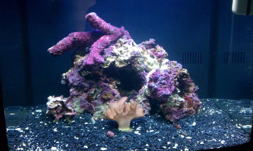 Rated #64: 29 Gallons Reef Tank - Started this tank in December of 2011, after tearing down my 90 gal