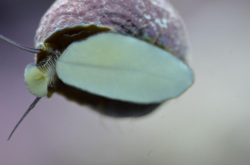 Rated #6: Corals Inverts - Margarites Pupillus - Margarita Snail Stocking In 29 Gallons Tank - Margarita snail