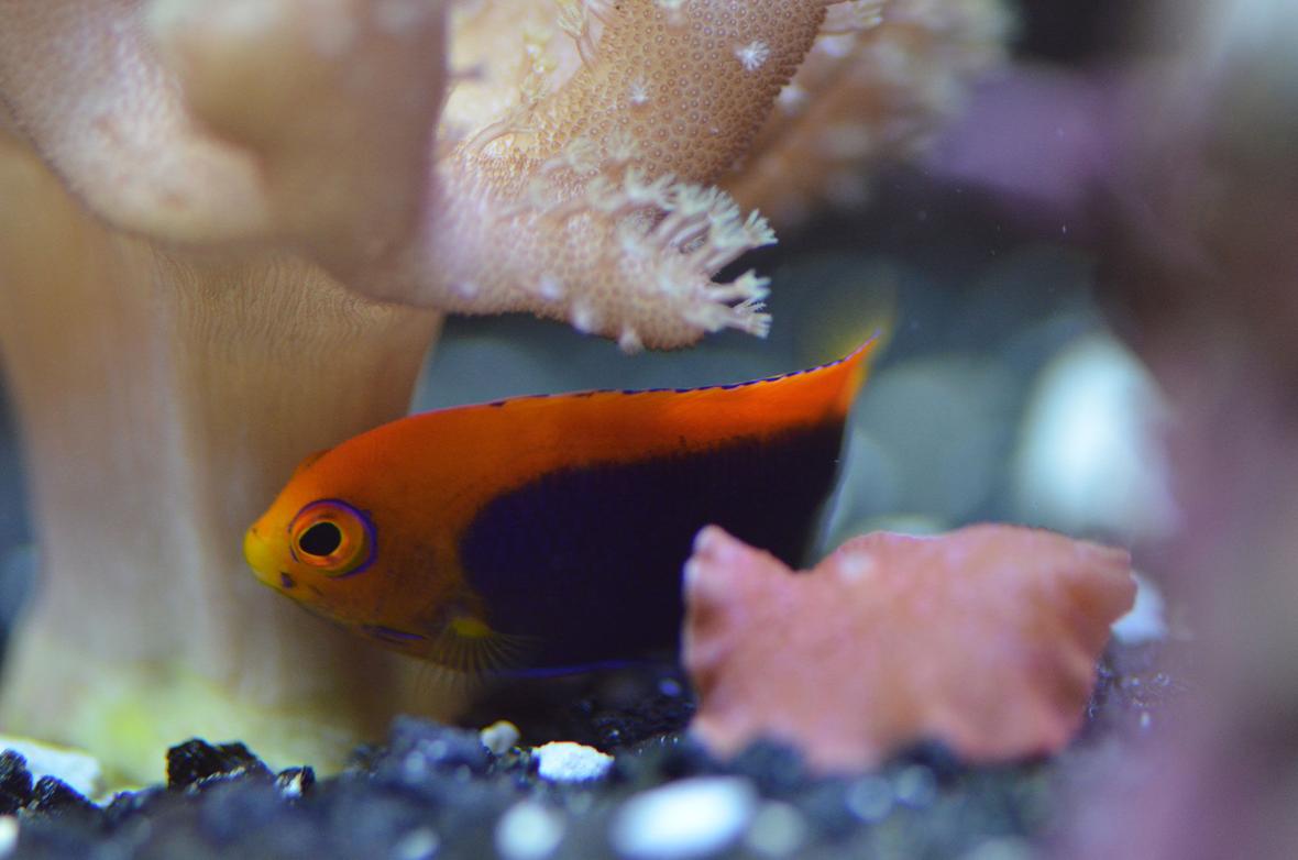 29 gallons saltwater fish tank (mostly fish, little/no live coral) - Flameback Angel