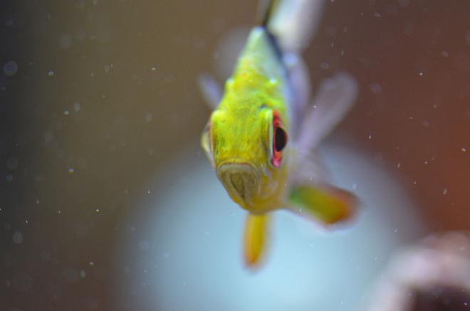 saltwater fish - sphaeramia nematoptera - spotted cardinalfish ( stocking in 29 gallons tank - Pajama Cardinal that would not turn to have his picture taken