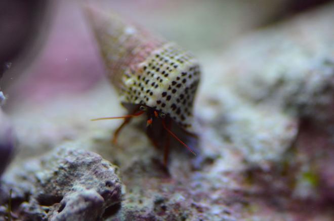 corals inverts - paguristes cadenati - scarlet reef hermit crab stocking in 29 gallons tank - just another crab