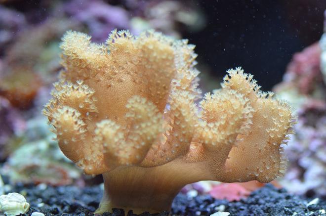 corals inverts - sinularia spp. - thick finger leather coral stocking in 29 gallons tank - Leather coral