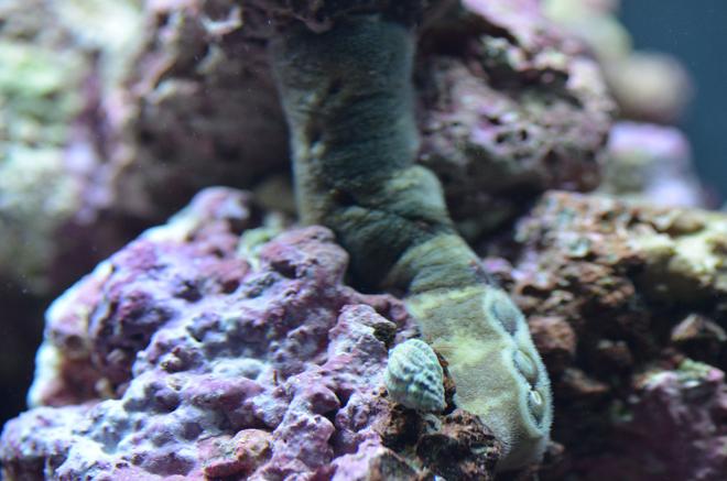 corals inverts stocking in 29 gallons tank - one of my 8 Chitons