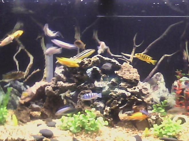 46 gallons freshwater fish tank (mostly fish and non-living decorations) - new pic