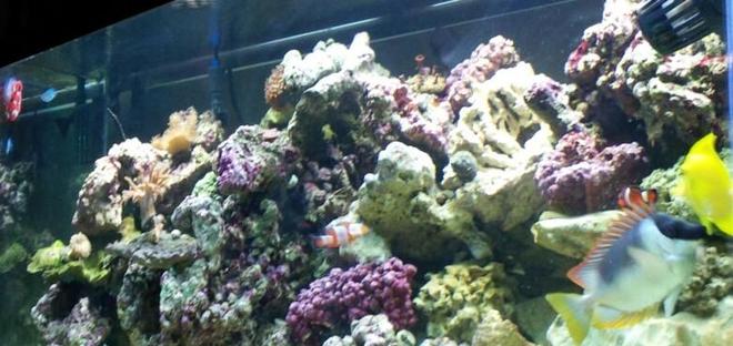 75 gallons reef tank (mostly live coral and fish) - Side shot
