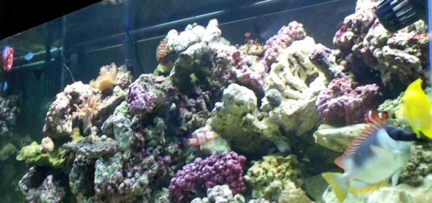 Rated #16: 75 Gallons Reef Tank - Side shot