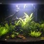 50 gallons planted tank (mostly live plants and fish) - my tank after a bit more remodeling :)