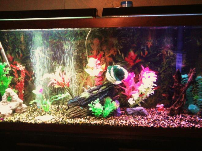55 gallons freshwater fish tank (mostly fish and non-living decorations) - new driftwood, log, plants, bubbler