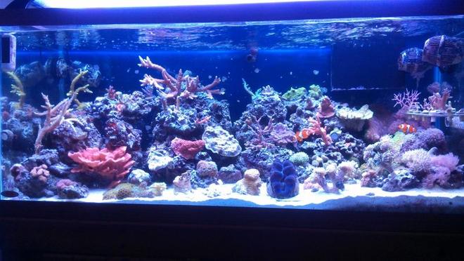 75 gallons reef tank (mostly live coral and fish) - full tamk