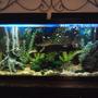 fish tank picture - My 55 gallon