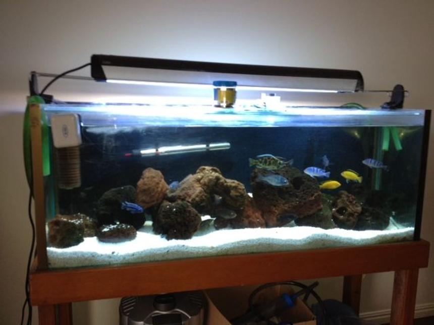 Rated #30: 250 Gallons Freshwater Fish Tank - mY sICK TANK