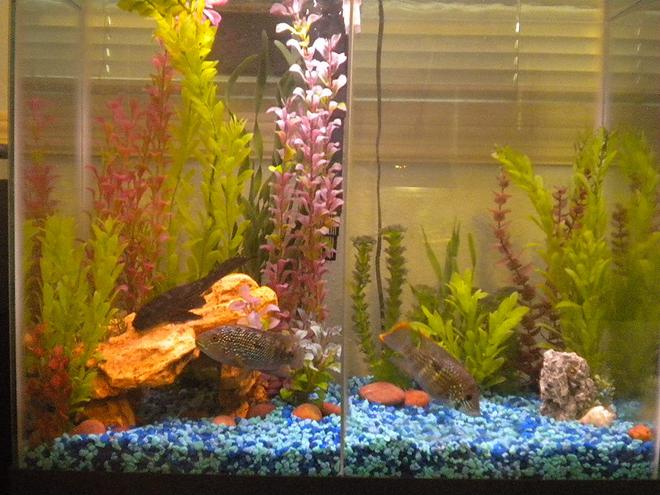 25 gallons freshwater fish tank (mostly fish and non-living decorations) - 25 Gal.