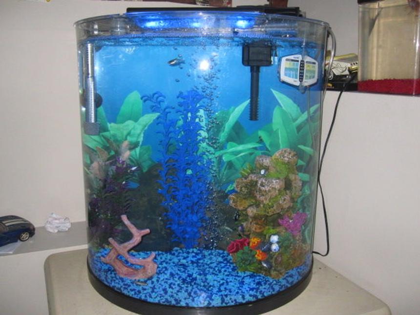 Rated #3301: 20 Gallons Freshwater Fish Tank - My fish tank.