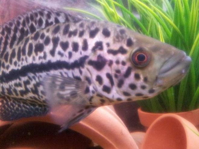 freshwater fish - parachromis managuensis - jaguar cichlid stocking in 20 gallons tank - jag