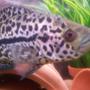 freshwater fish - parachromis managuensis - jaguar cichlid stocking in 20 gallons tank - jag