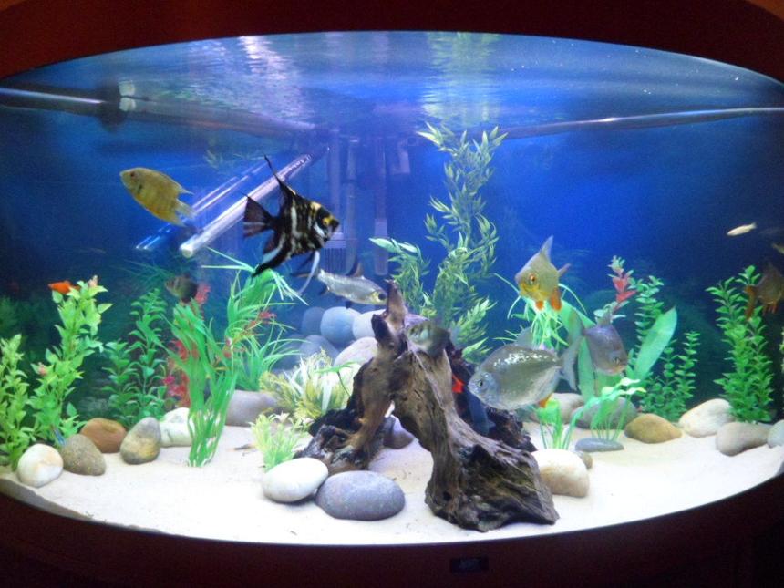 Rated #8: 93 Gallons Freshwater Fish Tank - updated pic of tank