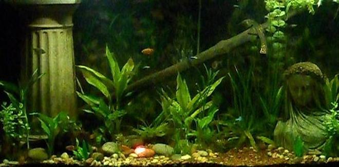 freshwater fish tank (mostly fish and non-living decorations) - This is my Lord of the Rings aquarium, 90 gallons, home to guppies, tetras, rosy barbs, a tiger pleco, kuhli loaches, and freshwater clams.  Yes, that is the One Ring on the bottom, highlighted with a red light.