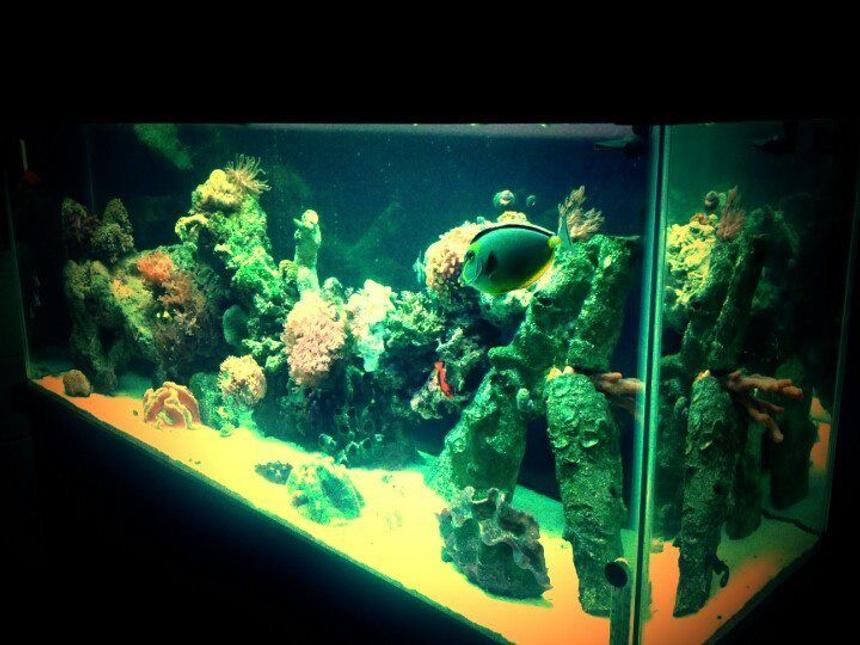 Rated #50: 120 Gallons Reef Tank - 120 Gallon Reef Tank